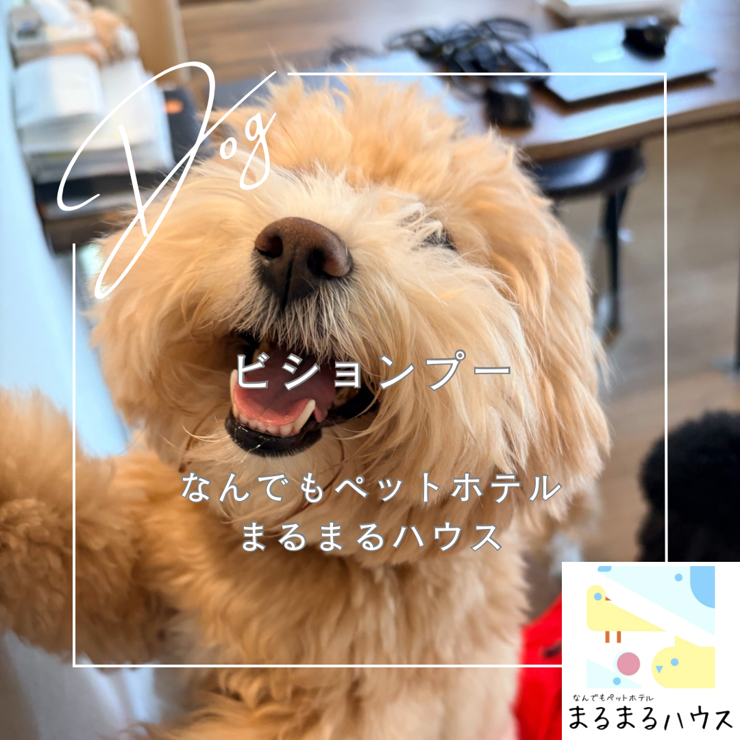 小型犬　ビションプー　お泊まり