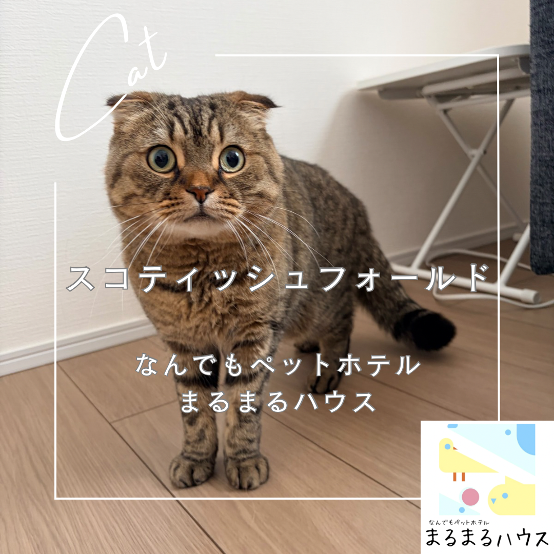 猫 スコティッシュフォールド お泊まり