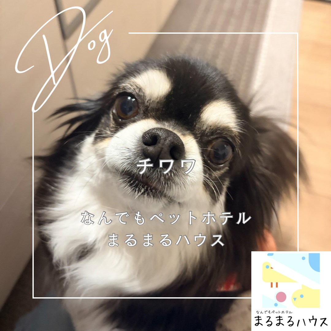 小型犬 チワワ お泊まり