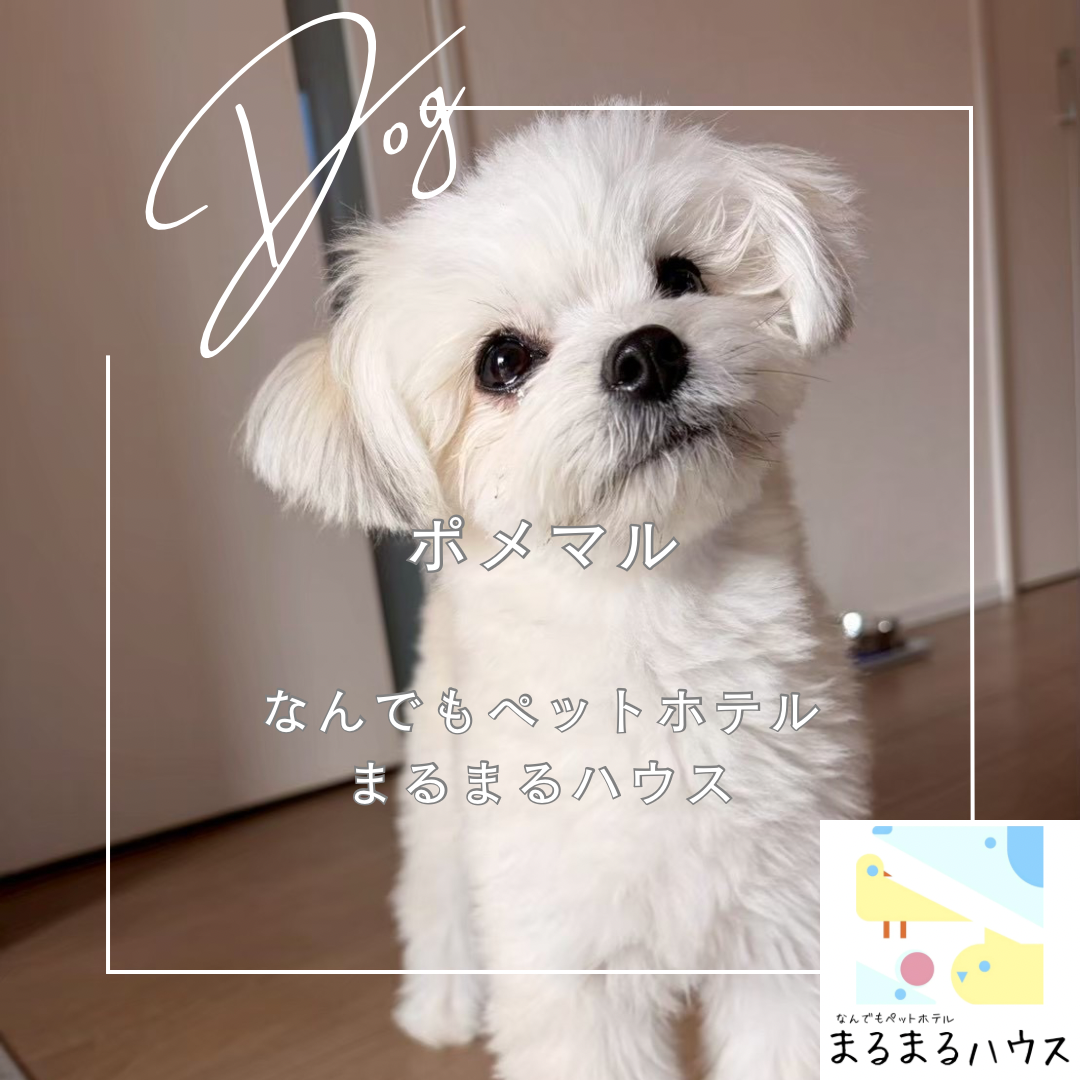 小型犬 ポメマル お泊まり
