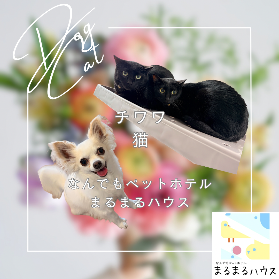 小型犬 チワワ 猫 お泊まり