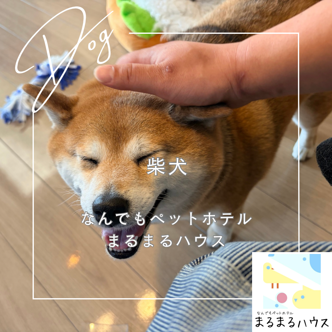 中型犬 柴犬 お泊まり