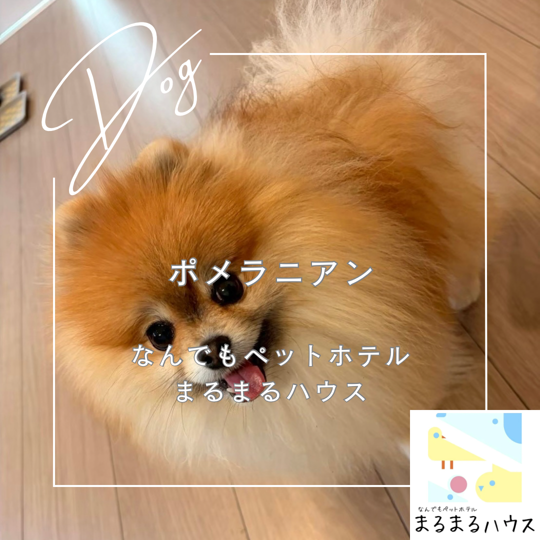 小型犬 ポメラニアン お泊まり