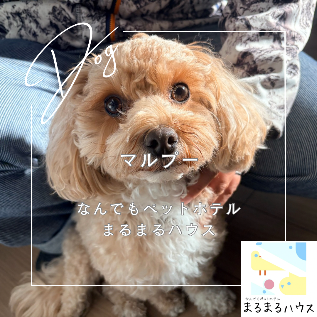 小型犬 マルプー お泊まり