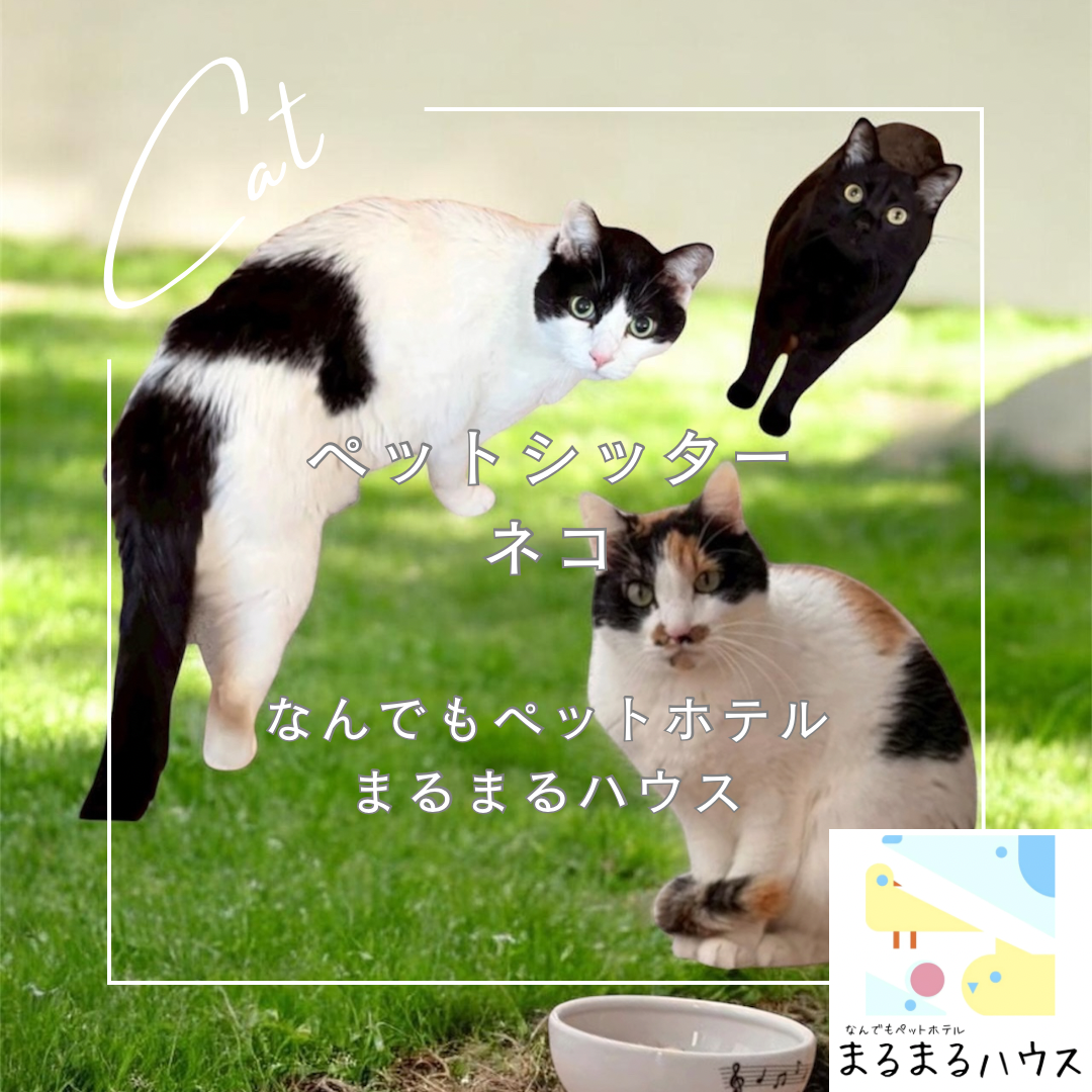 猫 3匹 ペットシッター