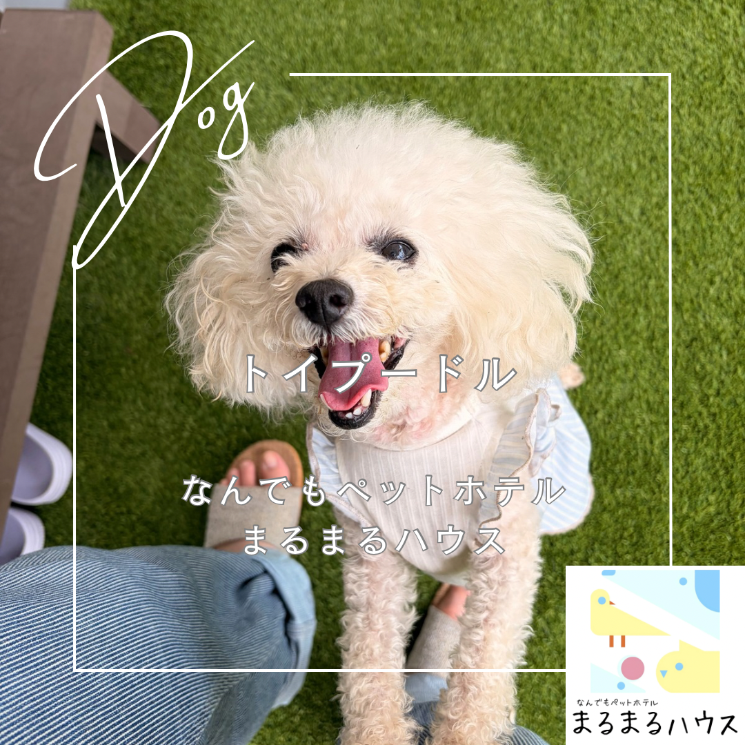 小型犬　トイプードル　お泊まり