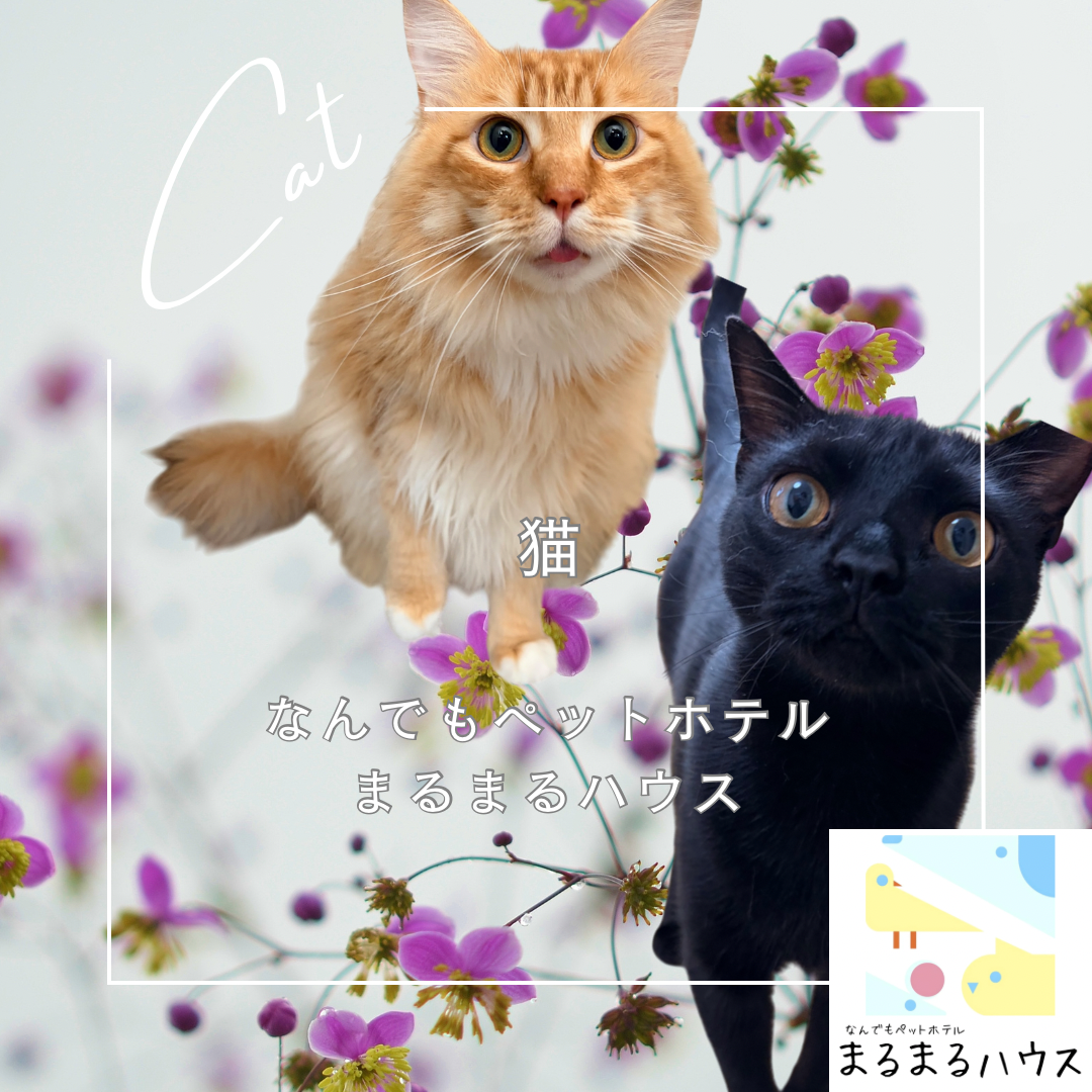 猫 2匹 お泊まり
