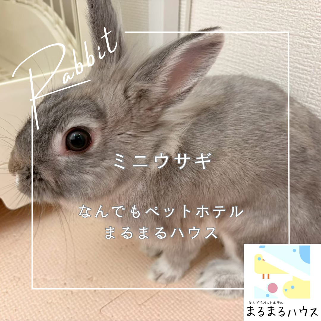 小動物 ミニウサギ お泊まり