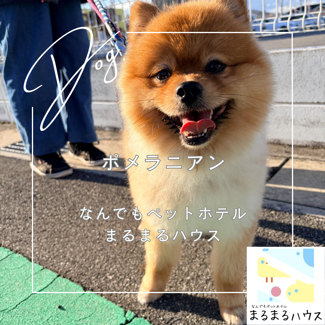 小型犬 ポメラニアン お泊まり