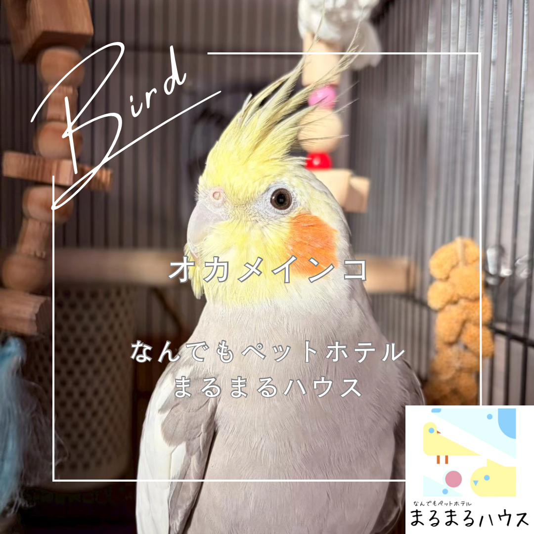 中型鳥類　オカメインコ　お泊まり
