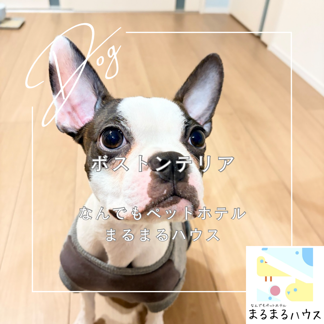 小型犬　ボストンテリア　お泊まり