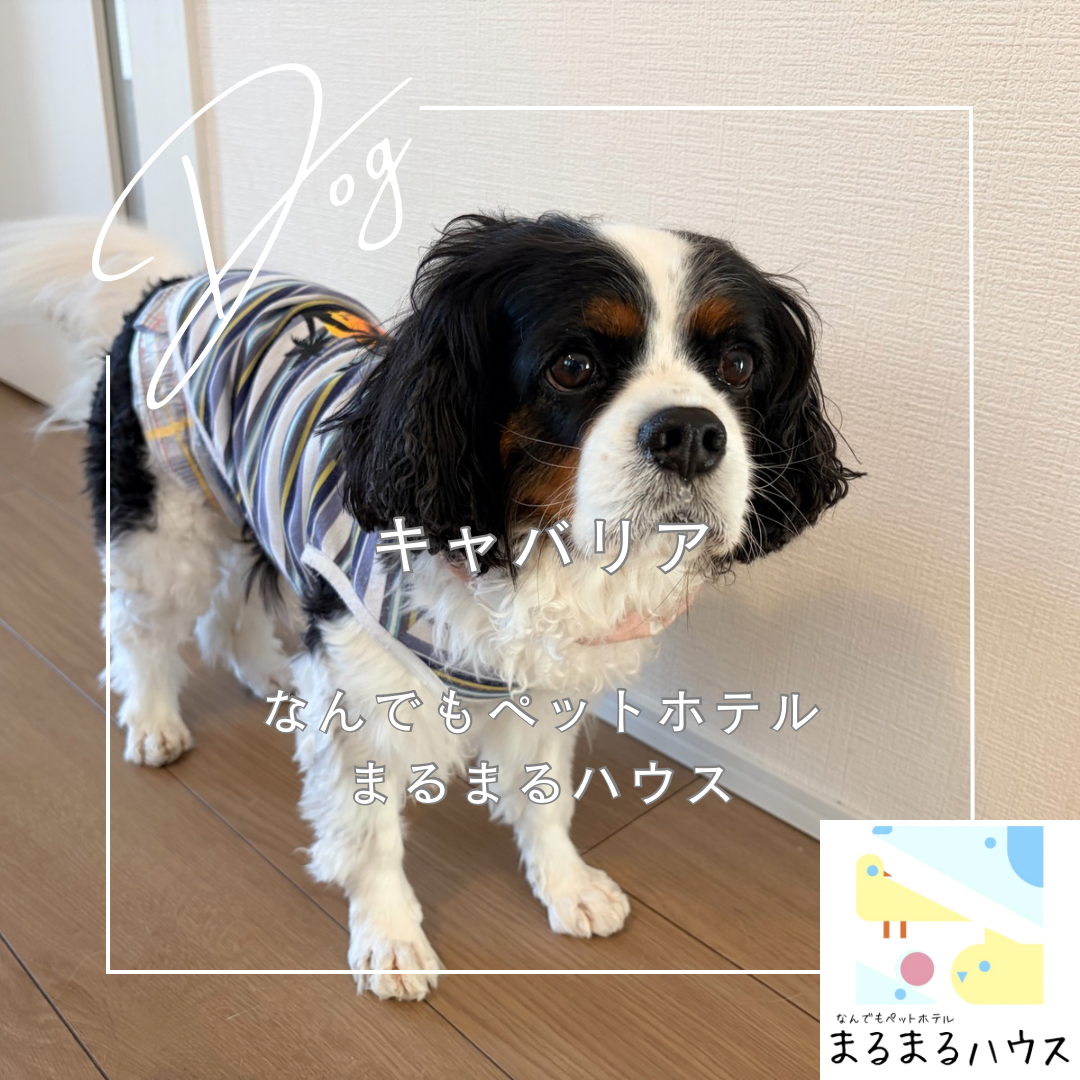 小型犬 キャバリア お泊まり