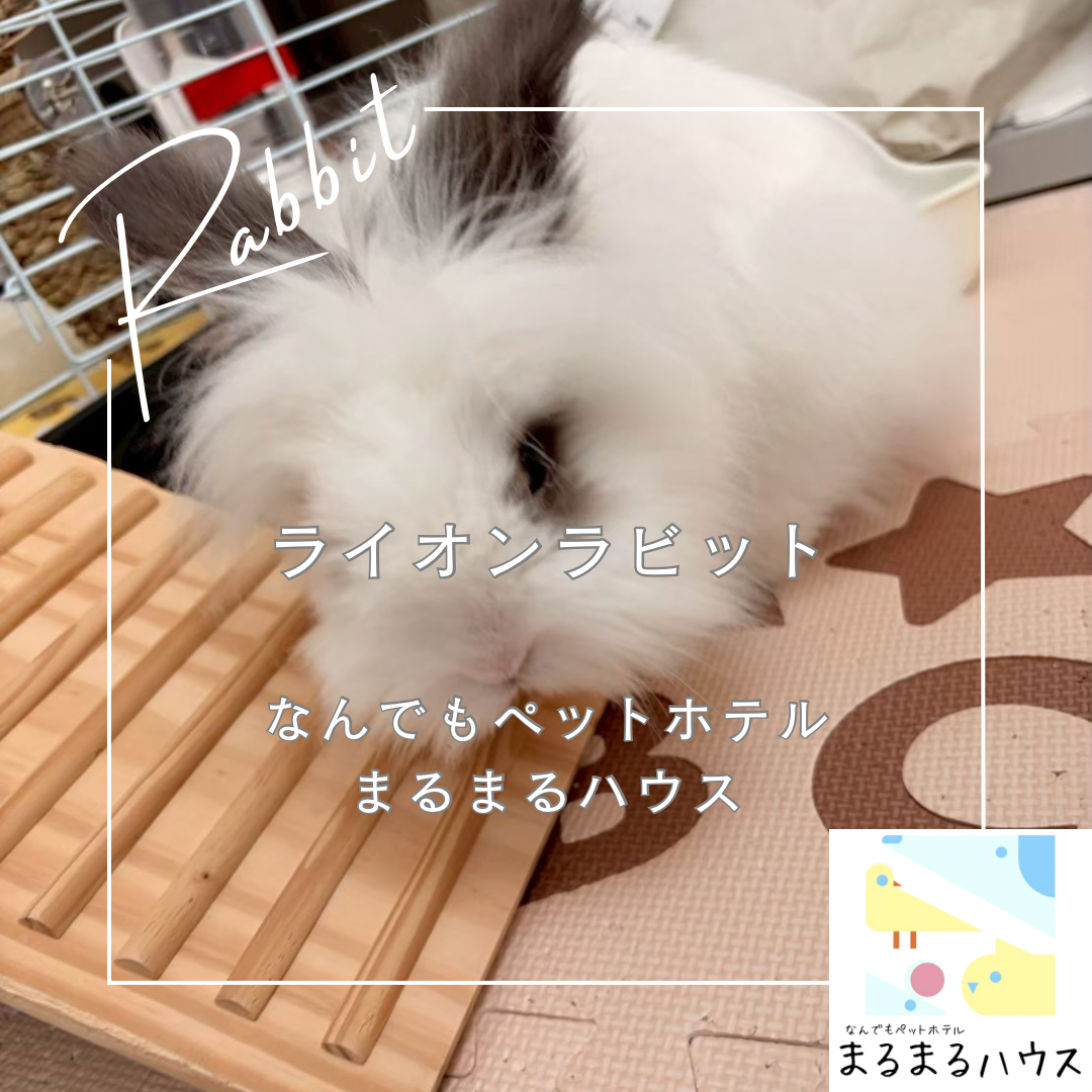 小動物　ライオンラビット　お泊まり