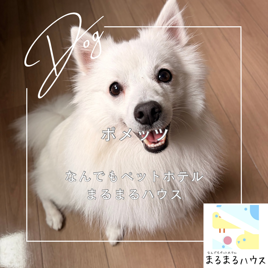 小型犬 ポメラニアン×スピッツ ポメッツ お泊まり