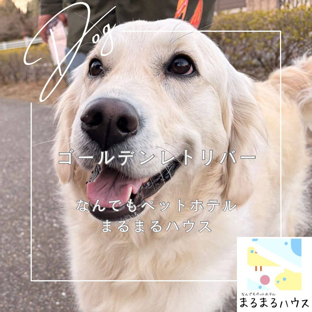 大型犬 イングリッシュゴールデンレトリバー お泊まり