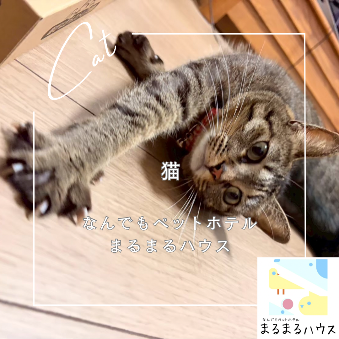 猫 お泊まり