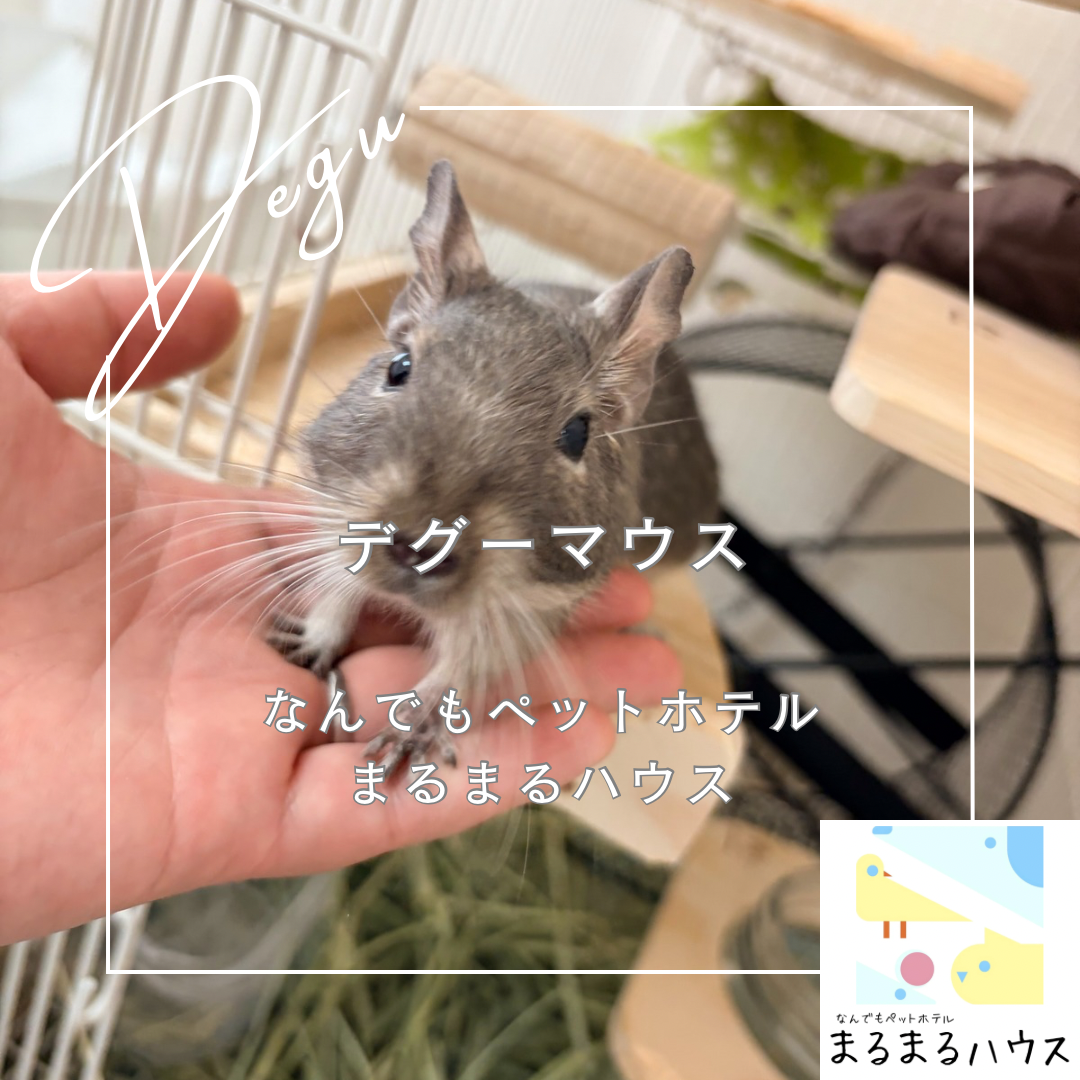 小動物 デグーマウス お泊まり