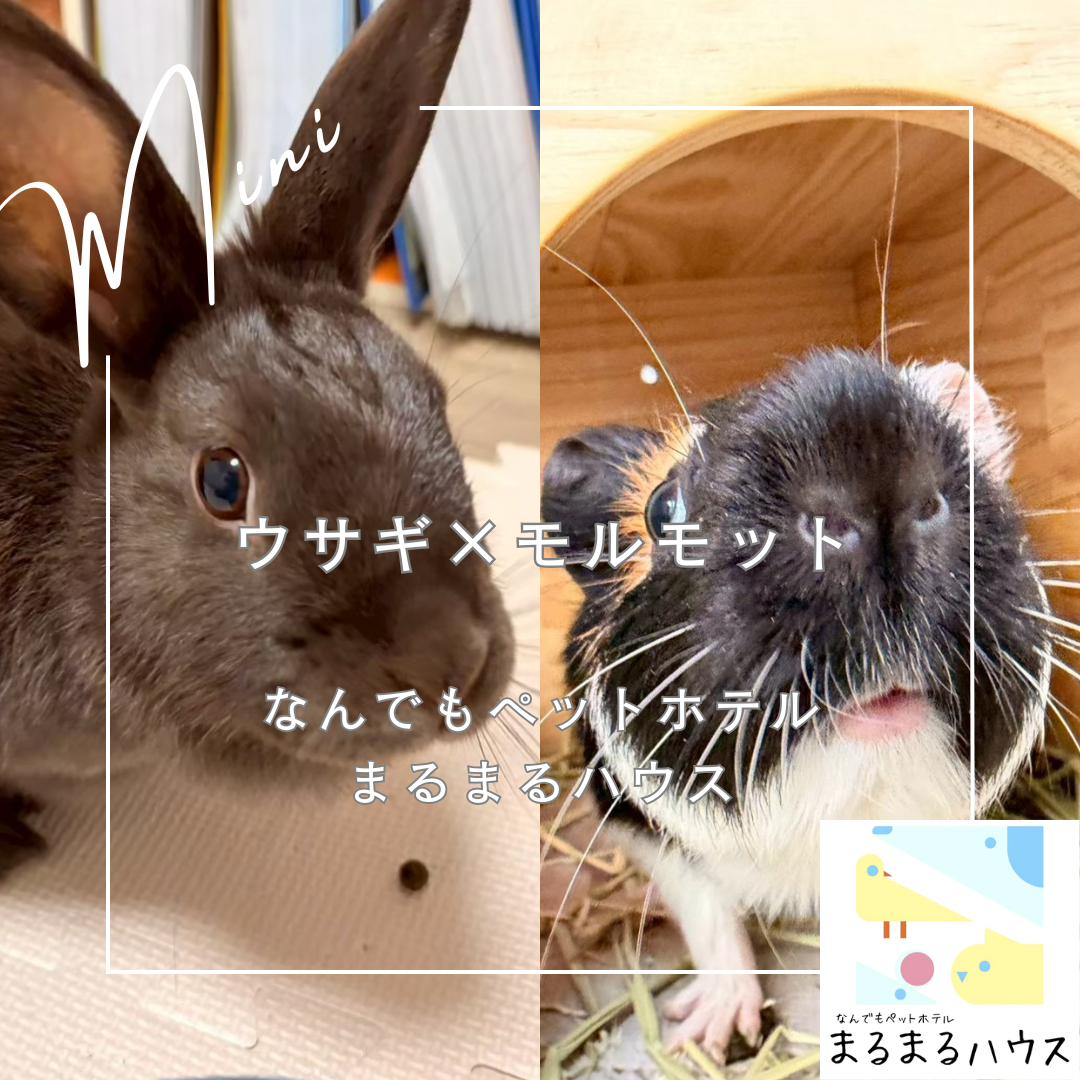 小動物　うさぎ　モルモット　お泊まり