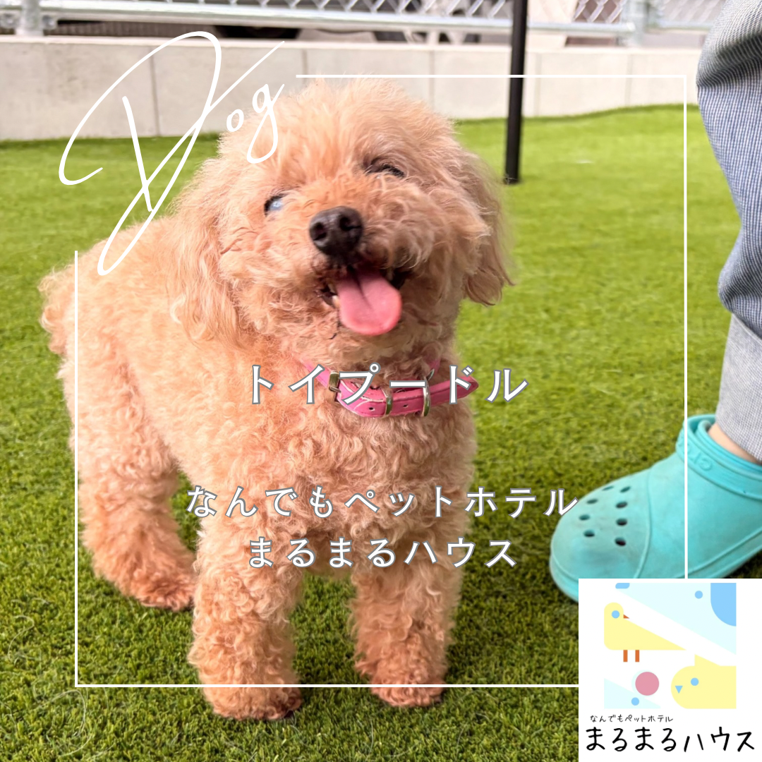 小型犬　トイプードル　ペットホテル