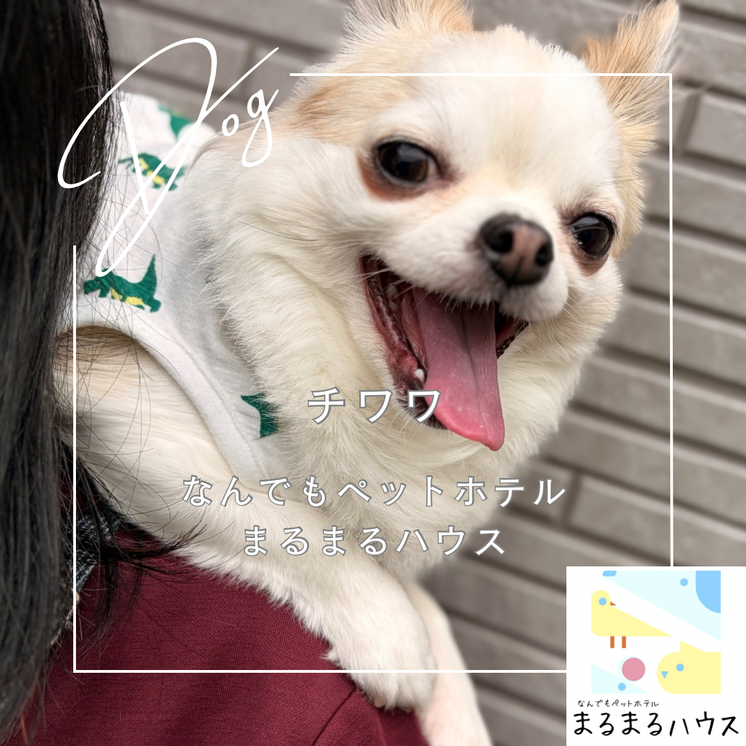 小型犬 チワワ お泊まり