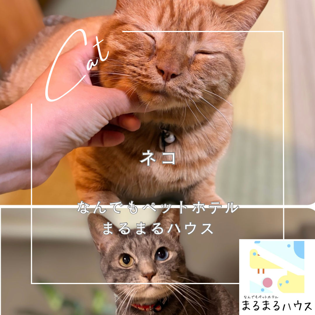 ネコ 2匹 ペットシッター