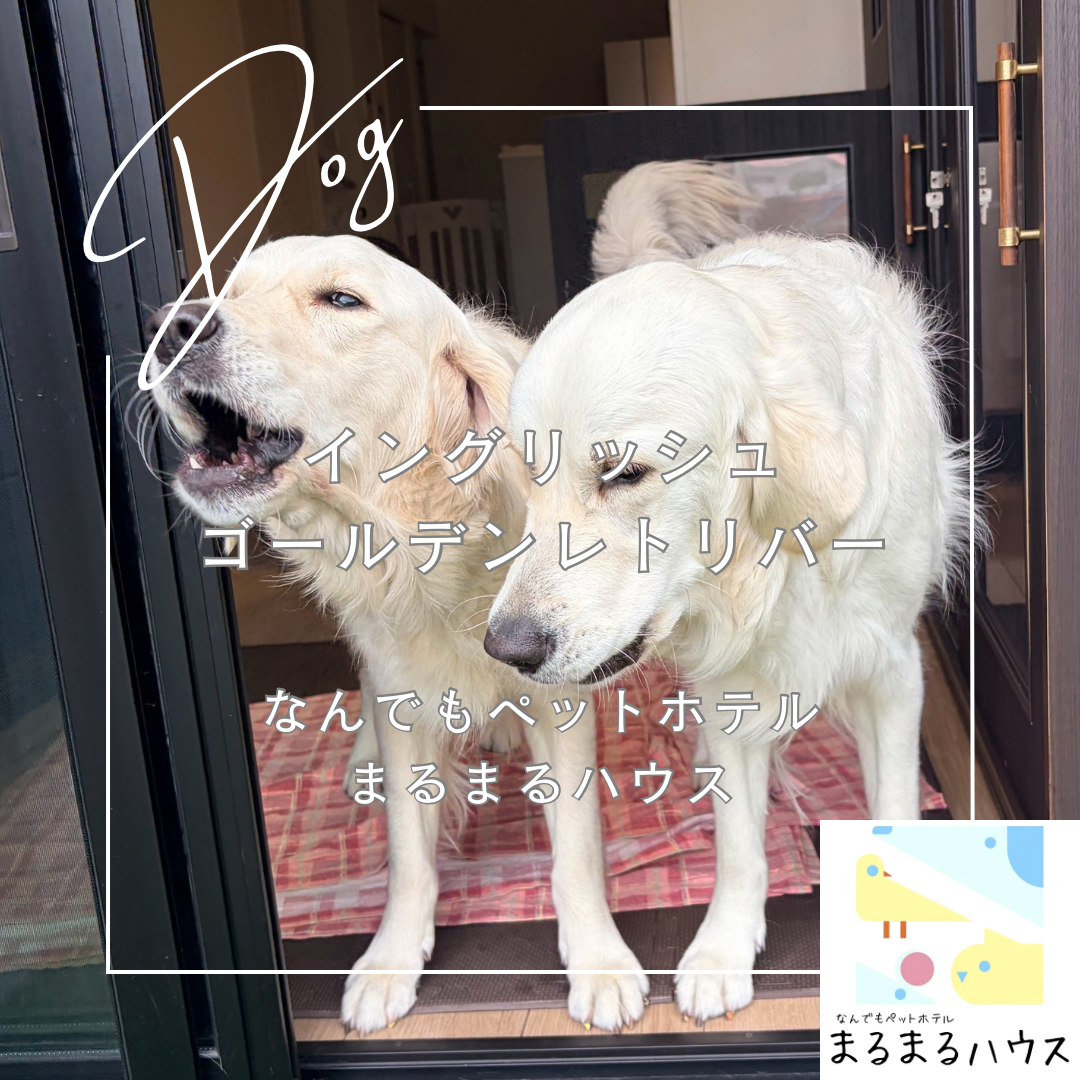 大型犬　イングリッシュゴールデンレトリバー　お泊まり