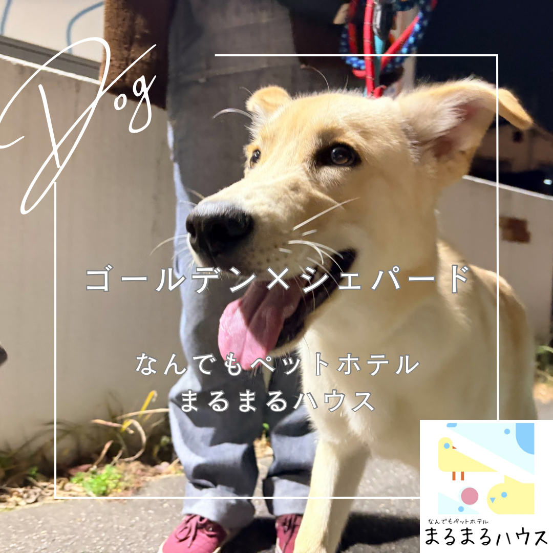 大型犬　ゴールデン×シェパード　お泊まり