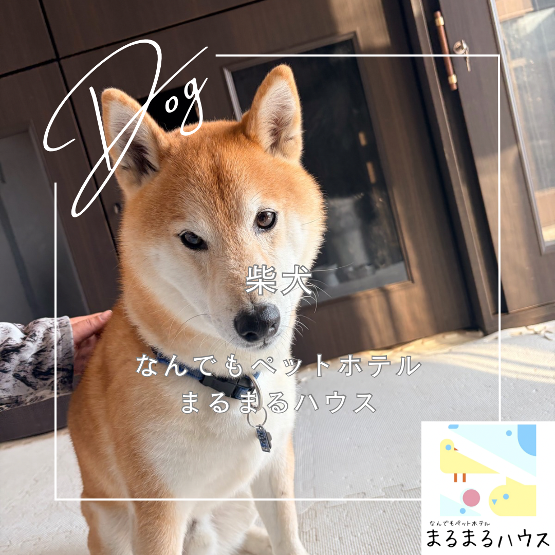 中型犬 柴犬 お泊まり