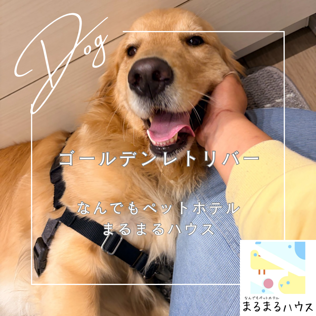 大型犬 ゴールデンレトリバー お泊まり