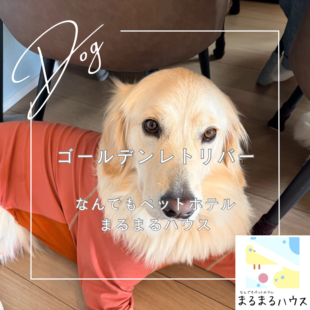 大型犬 ゴールデンレトリバー お泊まり