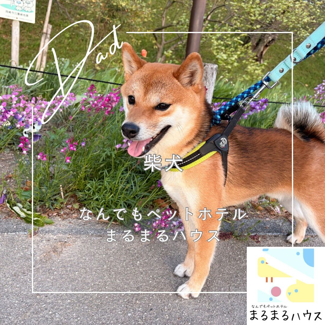 中型犬 柴犬 お泊まり
