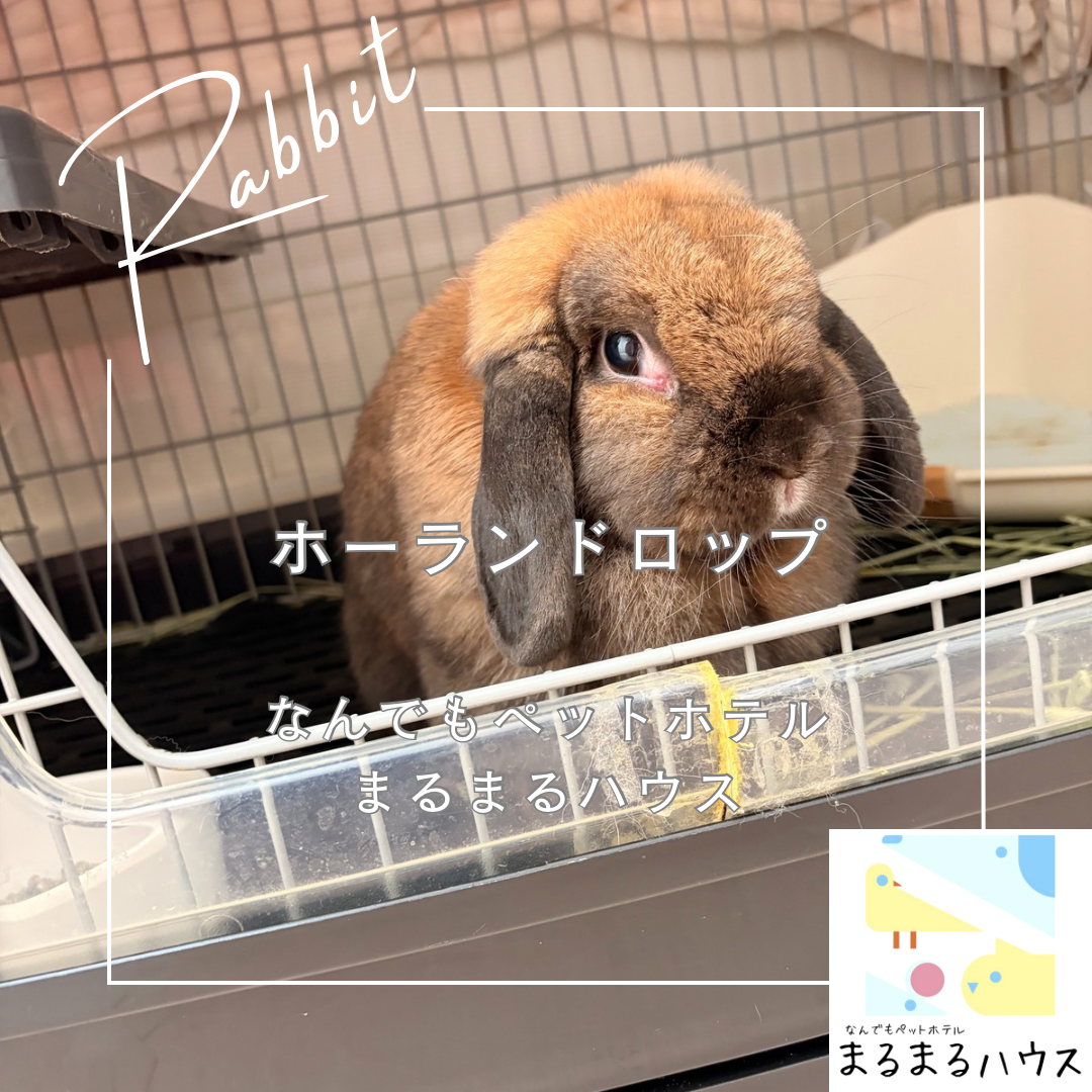 小動物 うさぎ ホーランドロップ お泊まり