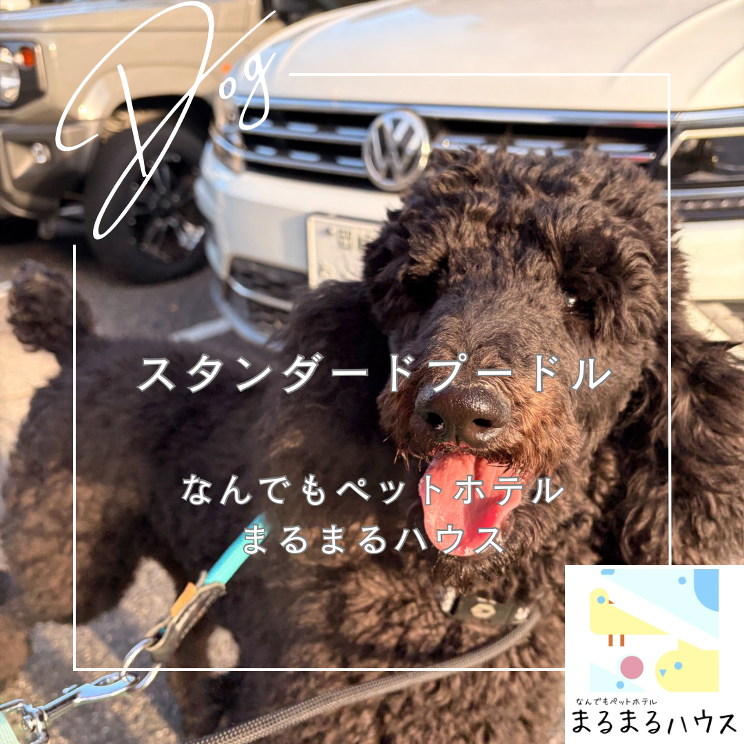 大型犬　スタンダードプードル　お泊まり