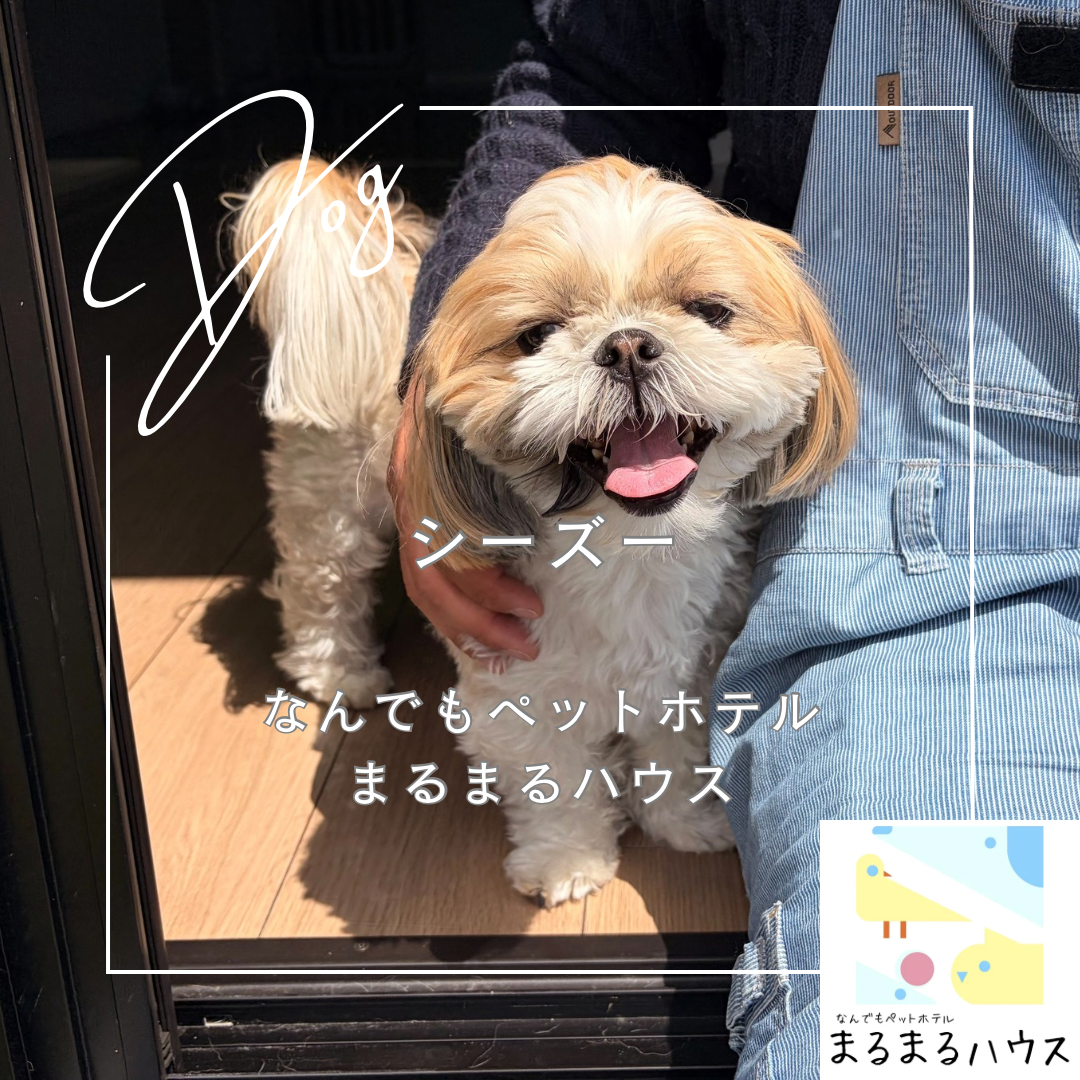 小型犬 シーズー 日帰り