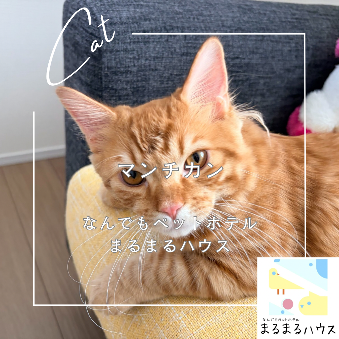 猫　マンチカン　お泊まり
