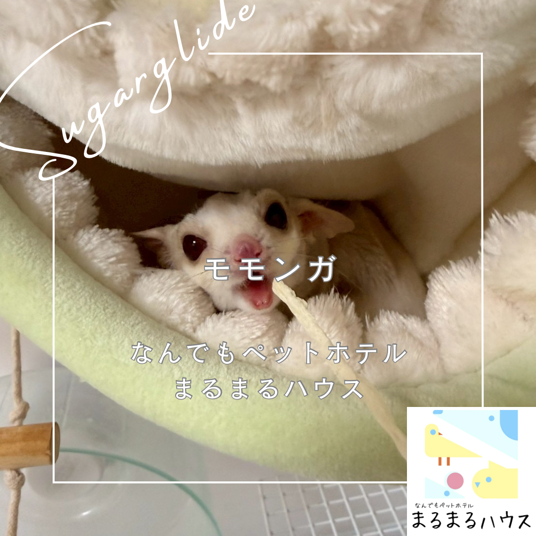 小動物 モモンガ お泊まり