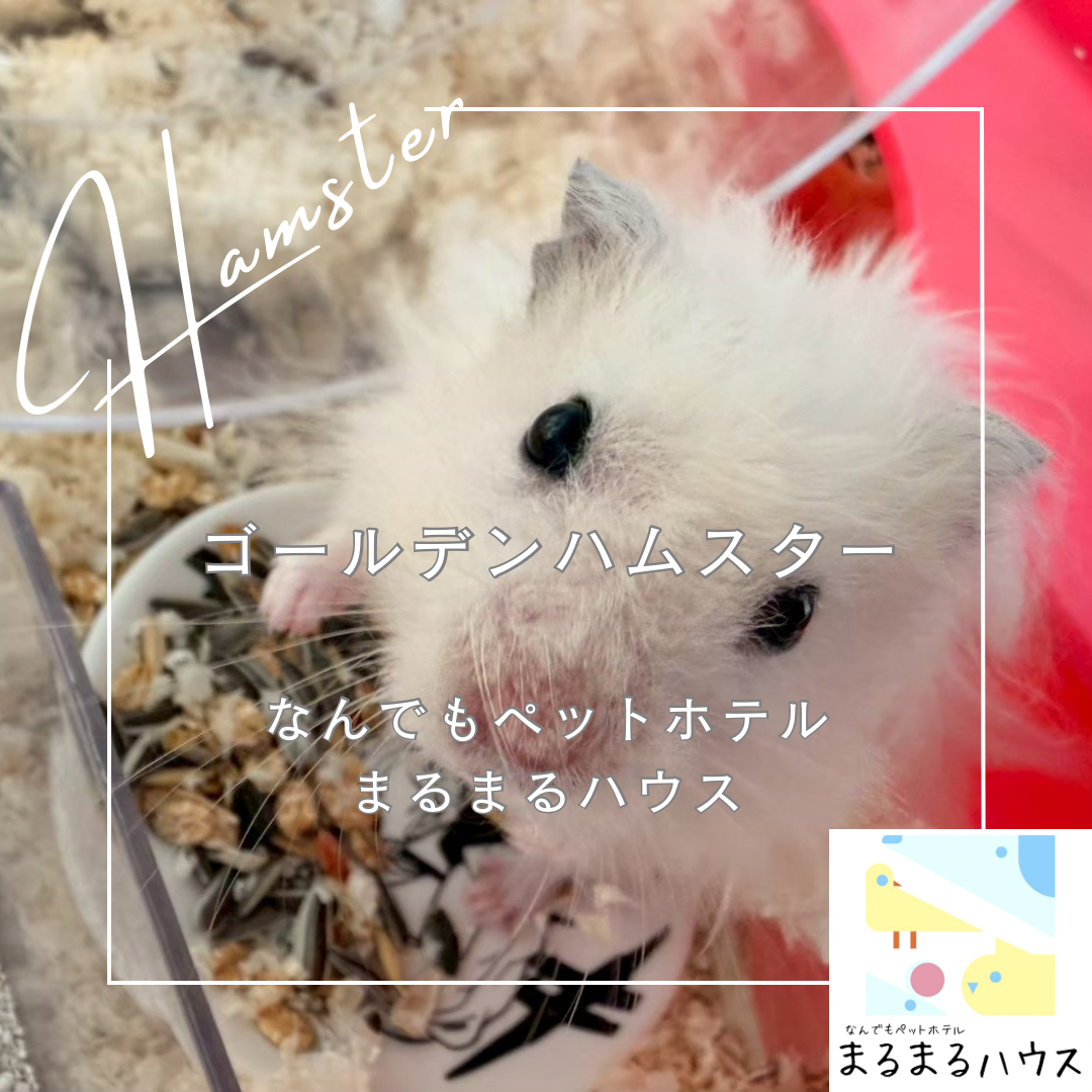 小動物 ゴールデンハムスター お泊まり