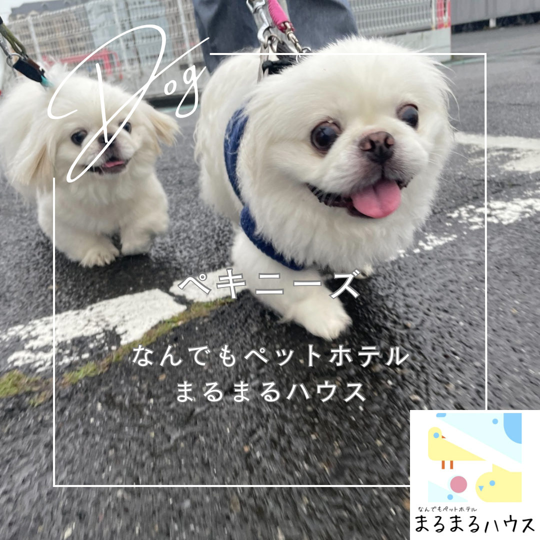 小型犬 ペキニーズ 2匹 お泊まり