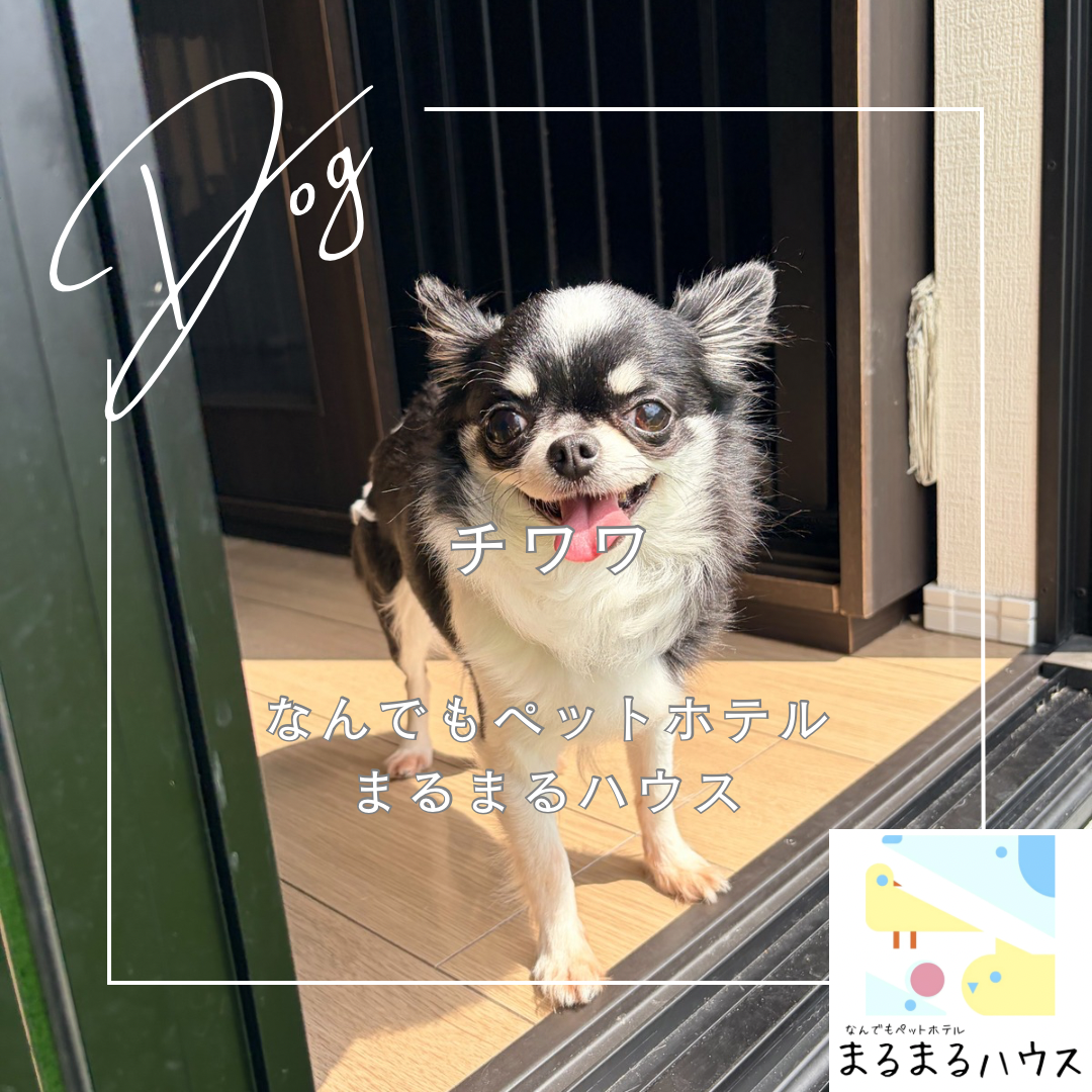 小型犬 チワワ お泊まり