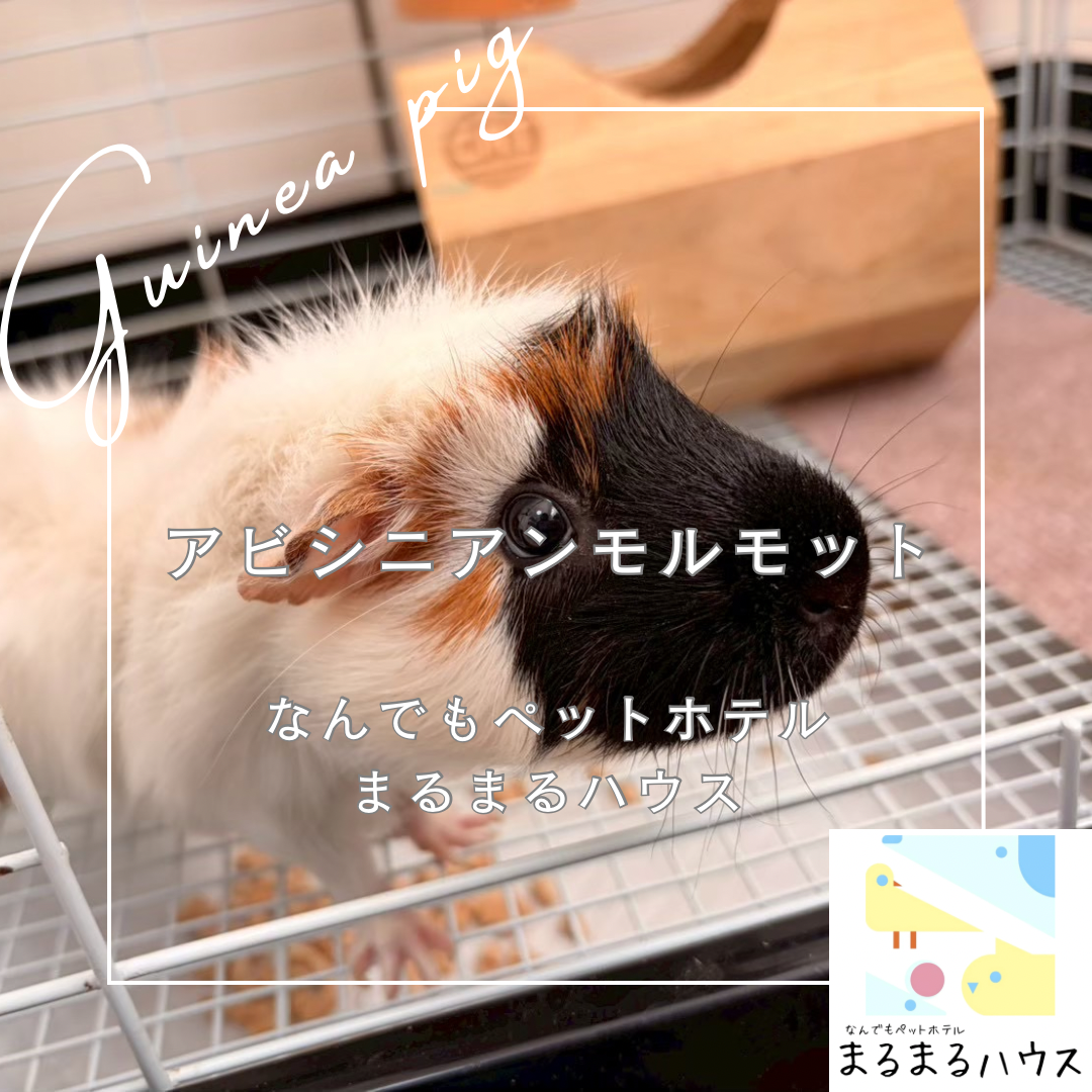 小動物 アビシニアンモルモット お泊まり