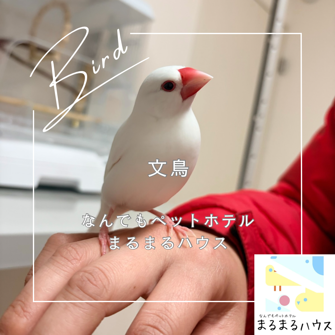 小型鳥類 文鳥 お泊まり