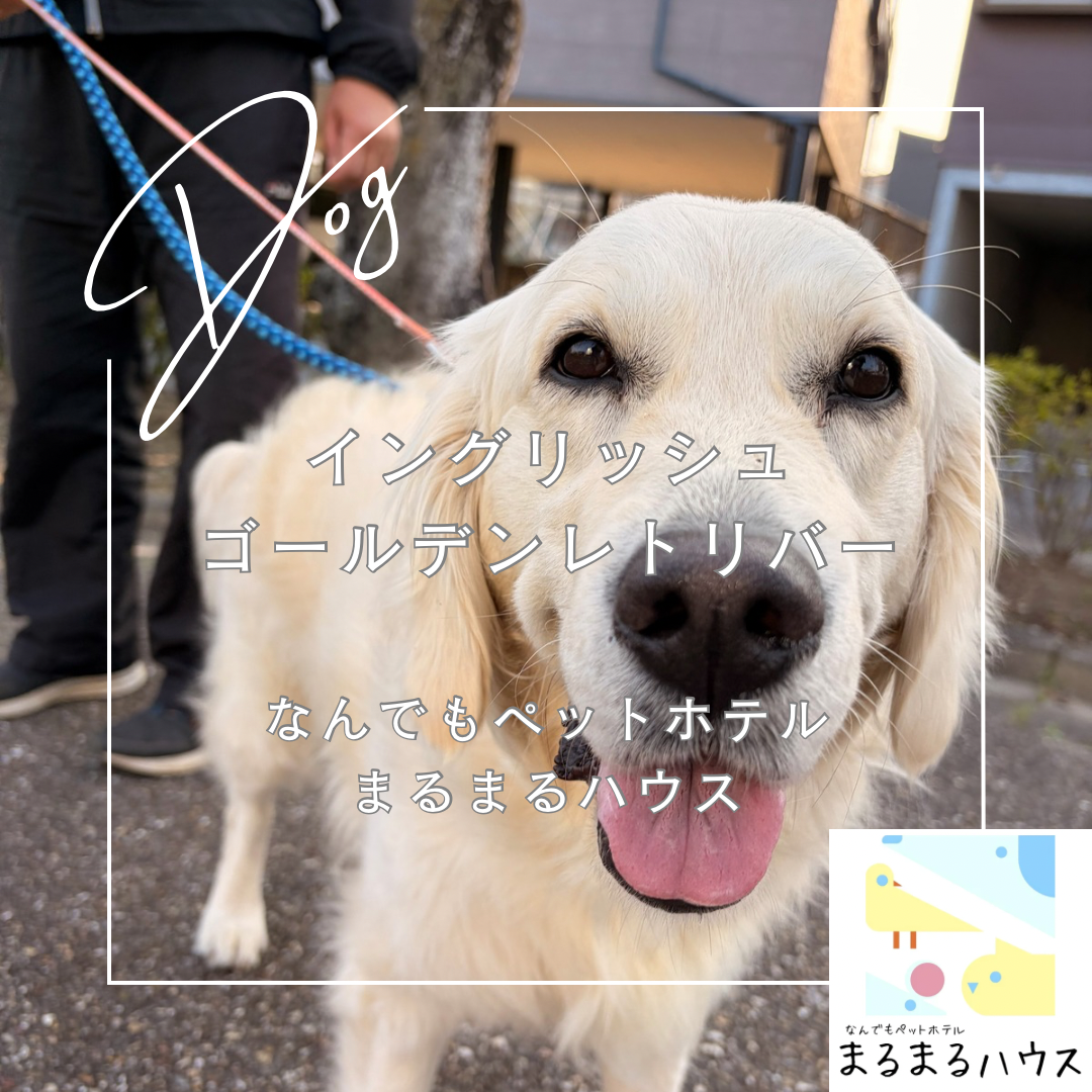 大型犬 イングリッシュゴールデンレトリバー お泊まり