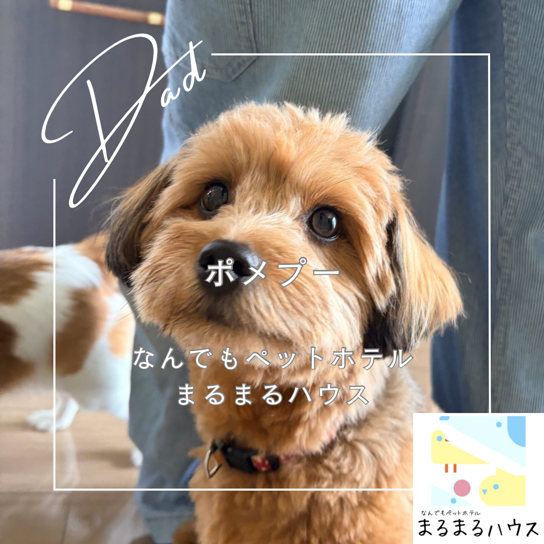 小型犬　ポメプー　お泊まり