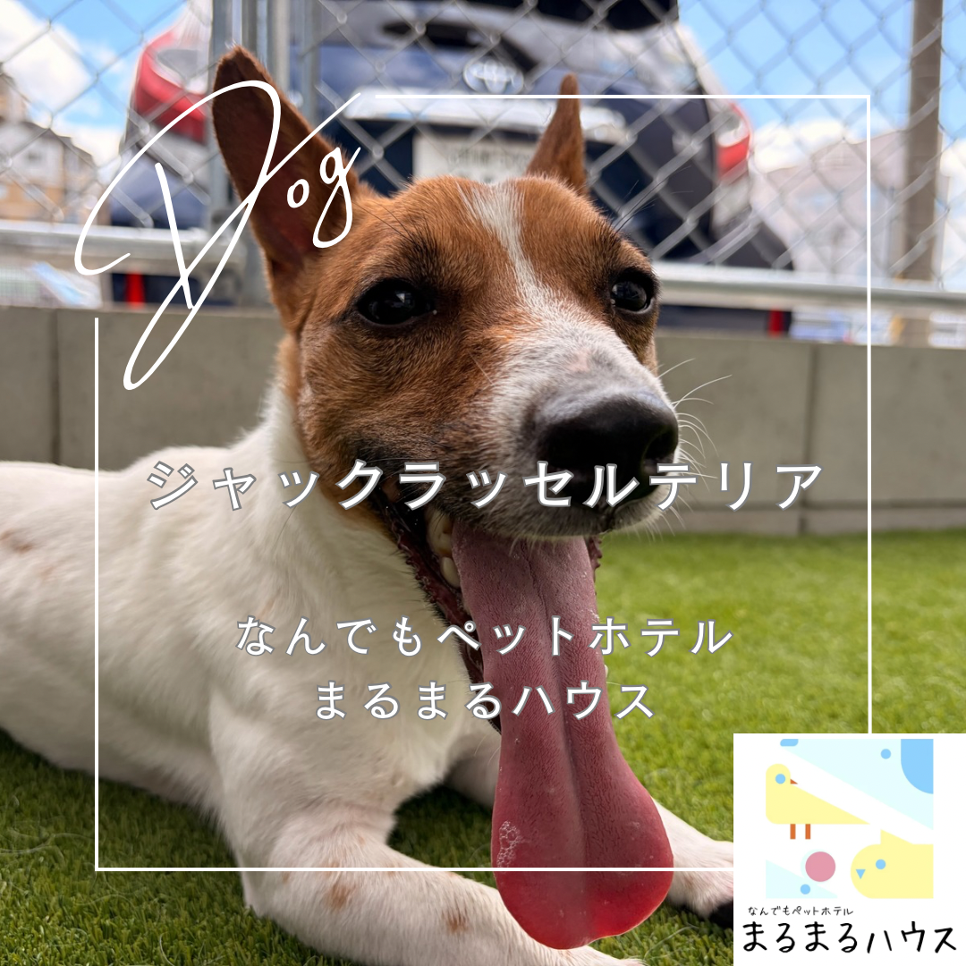 小型犬 ジャックラッセルテリア お泊まり