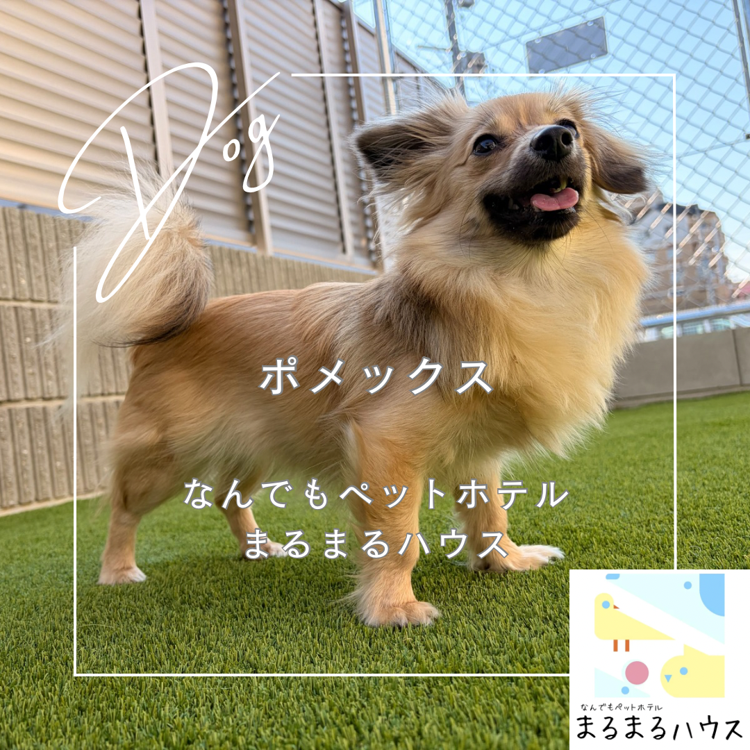 小型犬 ポメックス お泊まり