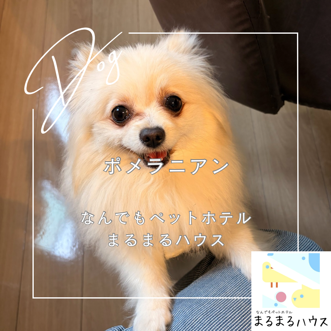 小型犬 ポメラニアン お泊まり