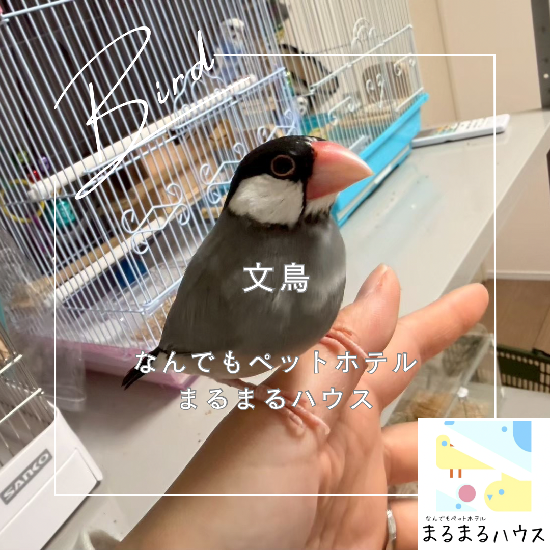 小型鳥類 文鳥 お泊まり