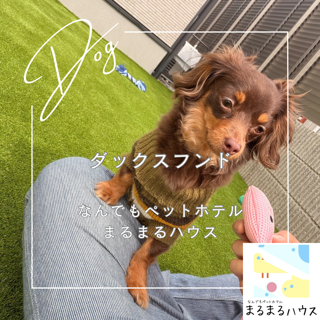 小型犬　ミニチュアダックスフンド　お泊まり