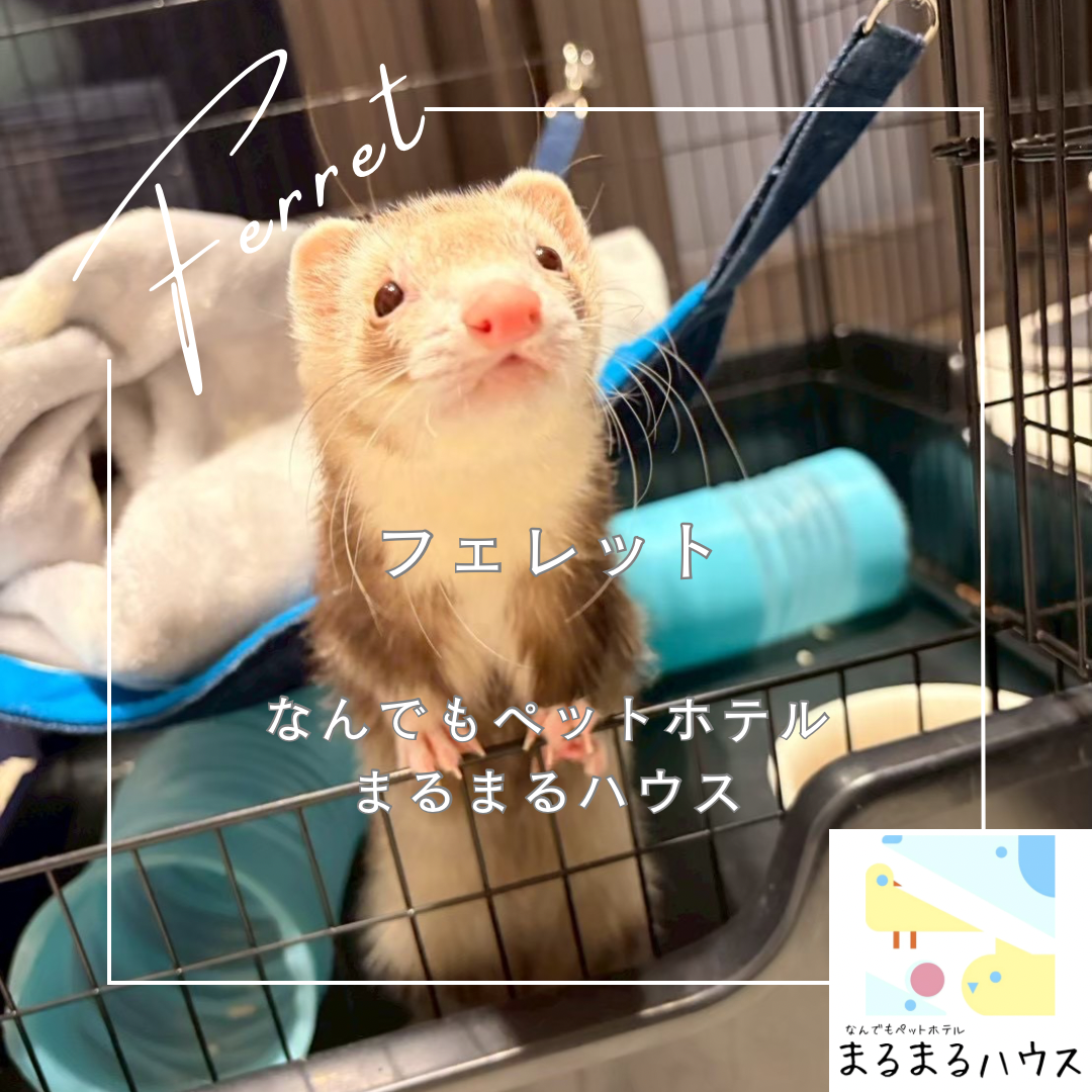 小動物　フェレット　お泊まり