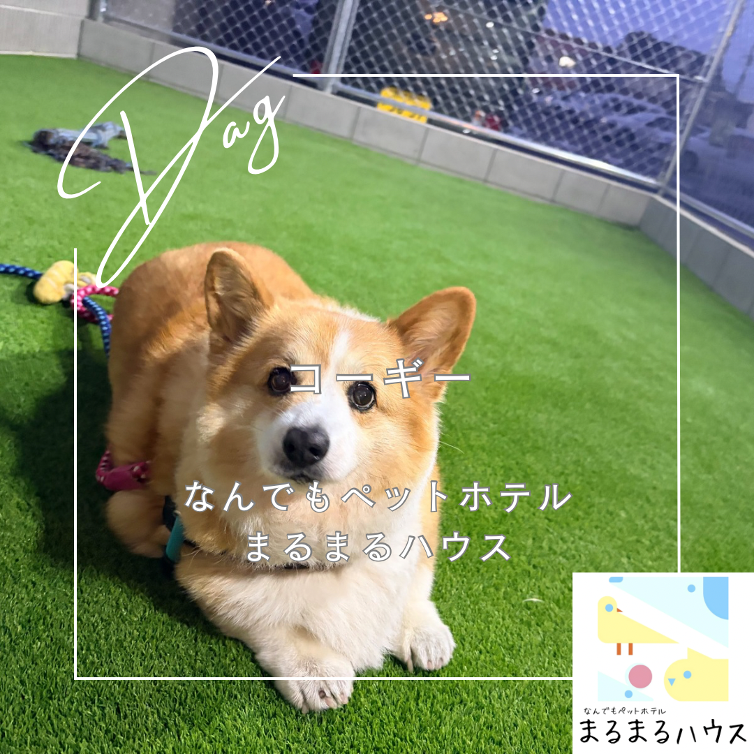 中型犬 コーギー お泊まり